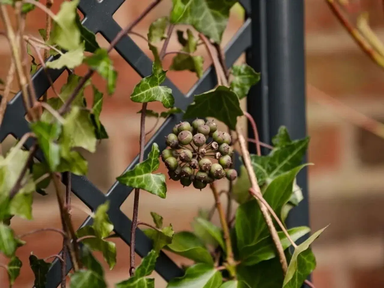 Billede 8 - 2 stk.plantekasse med espalier(ubrugt)