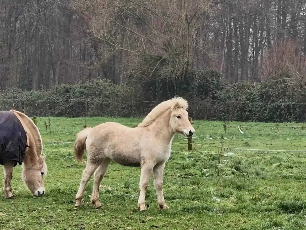 Billede 2 - Light Rødblakke Fjordhorse stallion 3 years old