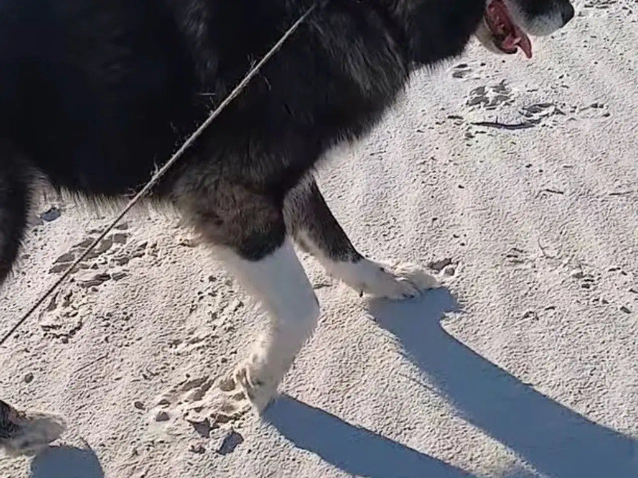 Billede 13 - Vidunderlige Viva søger sin helt egen familie 💝🫶