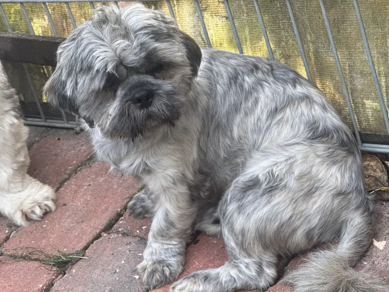 Billede 2 - Lhasa Apso, Stueopdrætshvalpe. salgsklar 27/6 2024