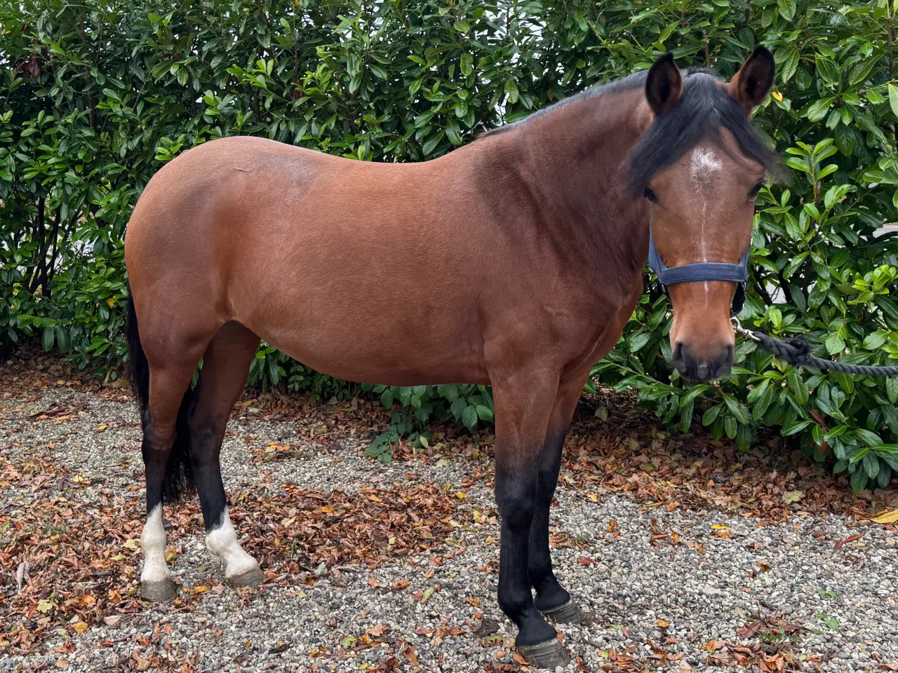 Billede 6 - Sød pony