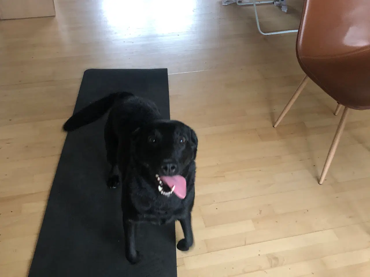 Billede 6 - 5 Perfekte søde små Labrador hvalpe