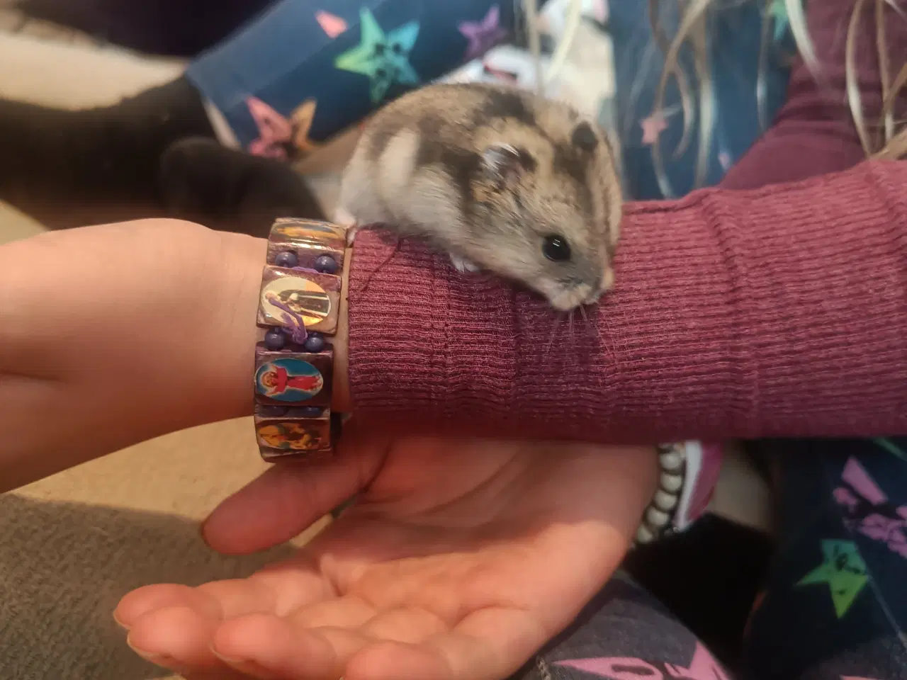 Billede 1 - Hamster, Campbell dværghamster. 5 uger