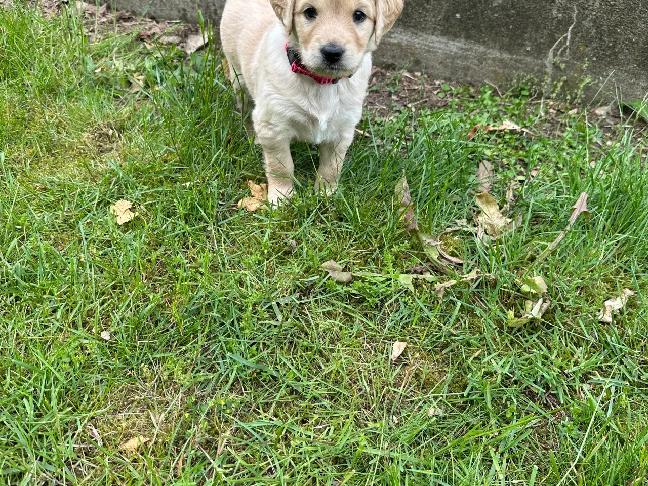Billede 19 - Goldendoodle