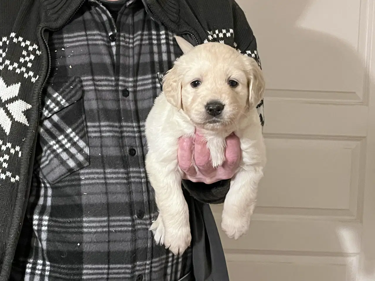 Billede 4 - Golden Retriever hvalpe