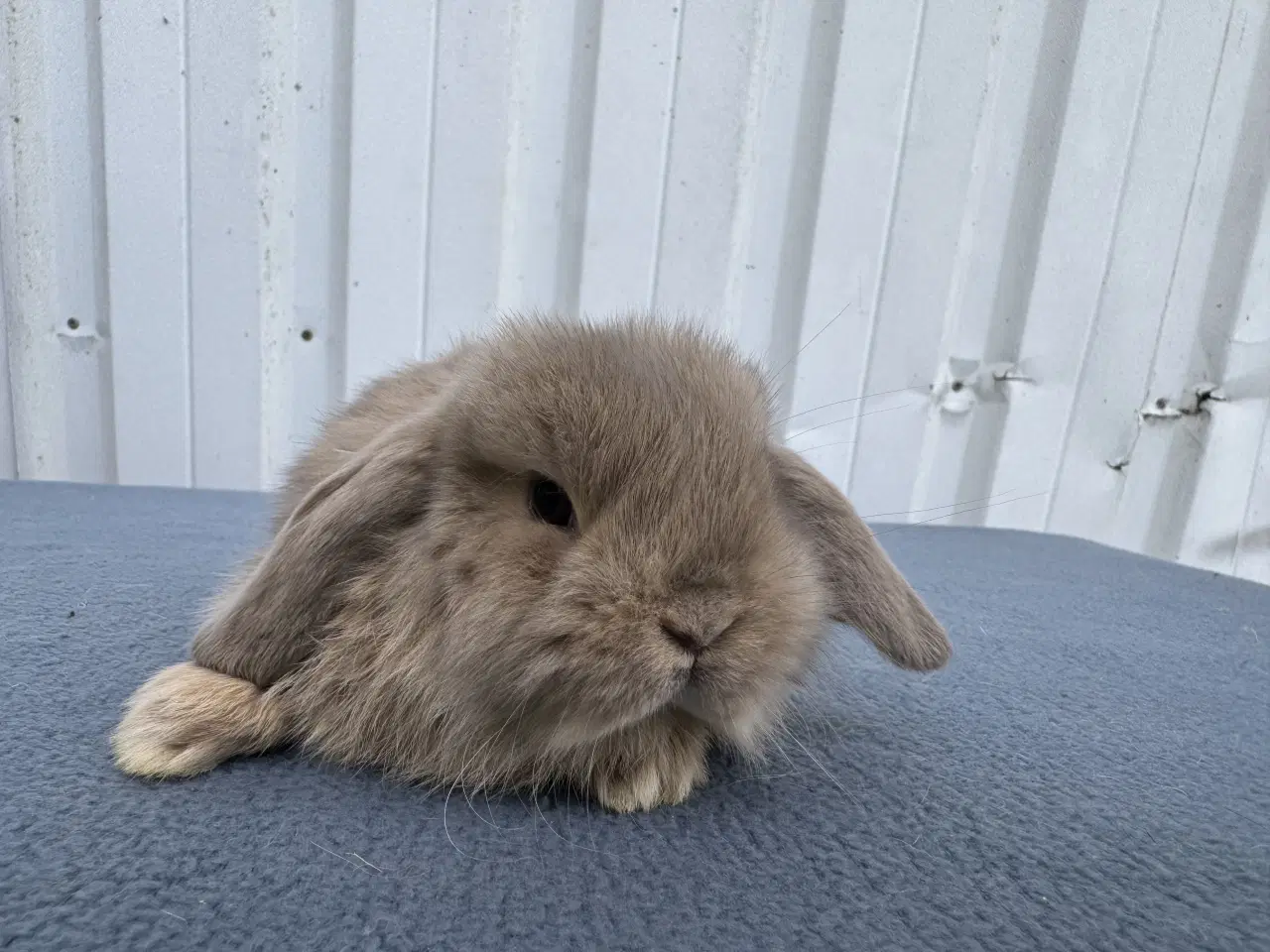 Billede 4 - Mini lop hankanin