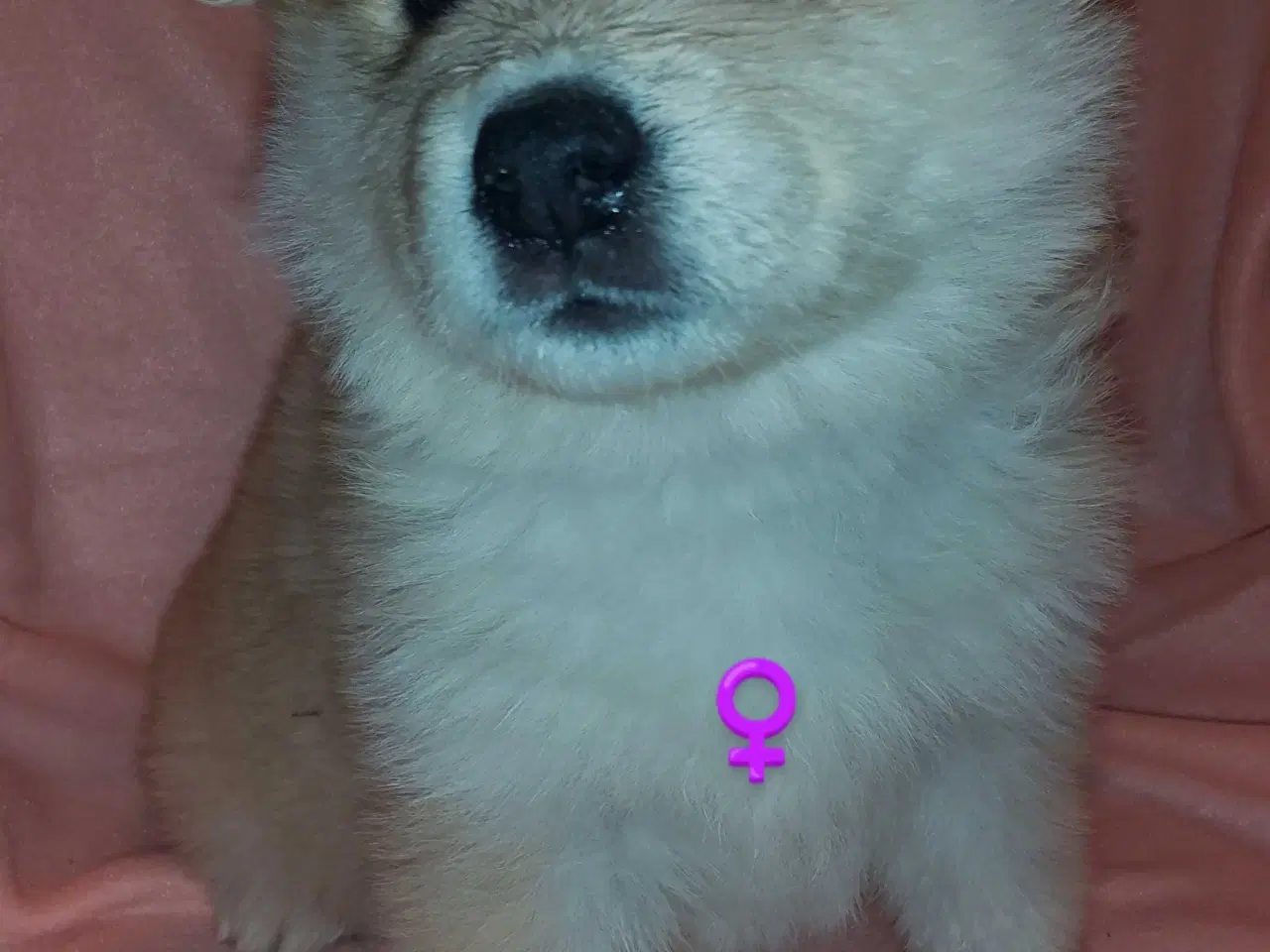 Billede 16 - Alaska Malamute Chow Chow tjekkiske ulvehund husky