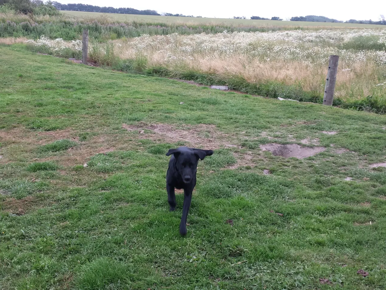 Billede 1 - 3 egte hvalpe