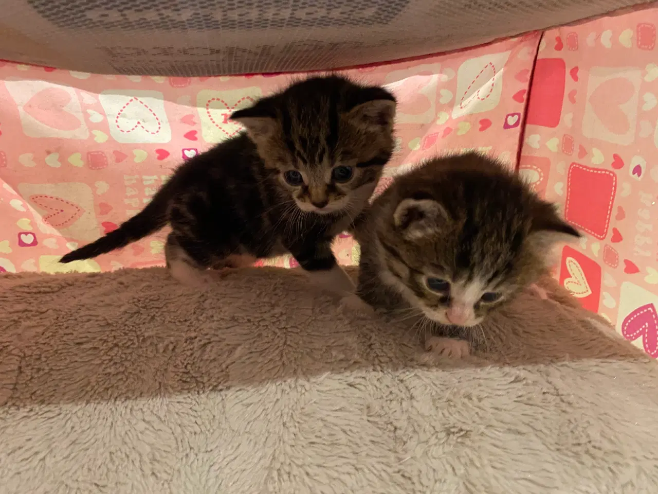 Billede 4 - Kattekillinger 