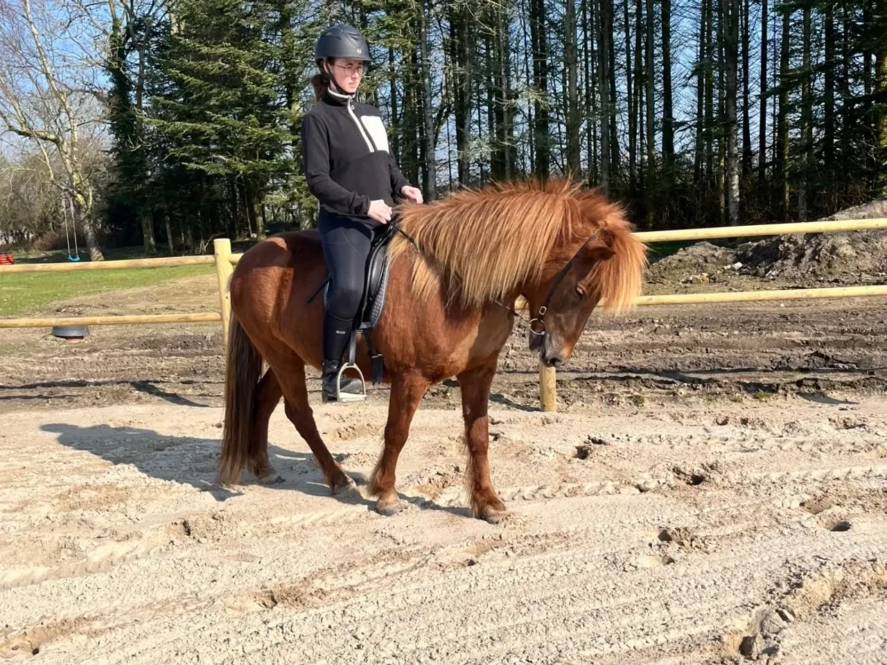 Billede 5 - Smuk og alsidig islænderhoppe