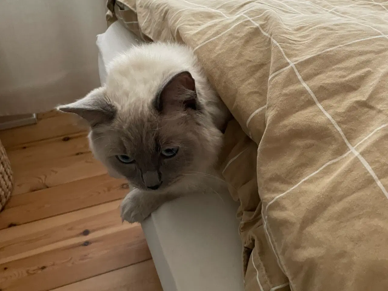 Billede 3 - Søde Niels 🌸 Ragdoll