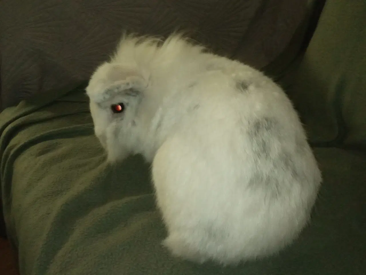 Billede 7 - Skøn og kælen han kanin, blanding mellem løvehoved