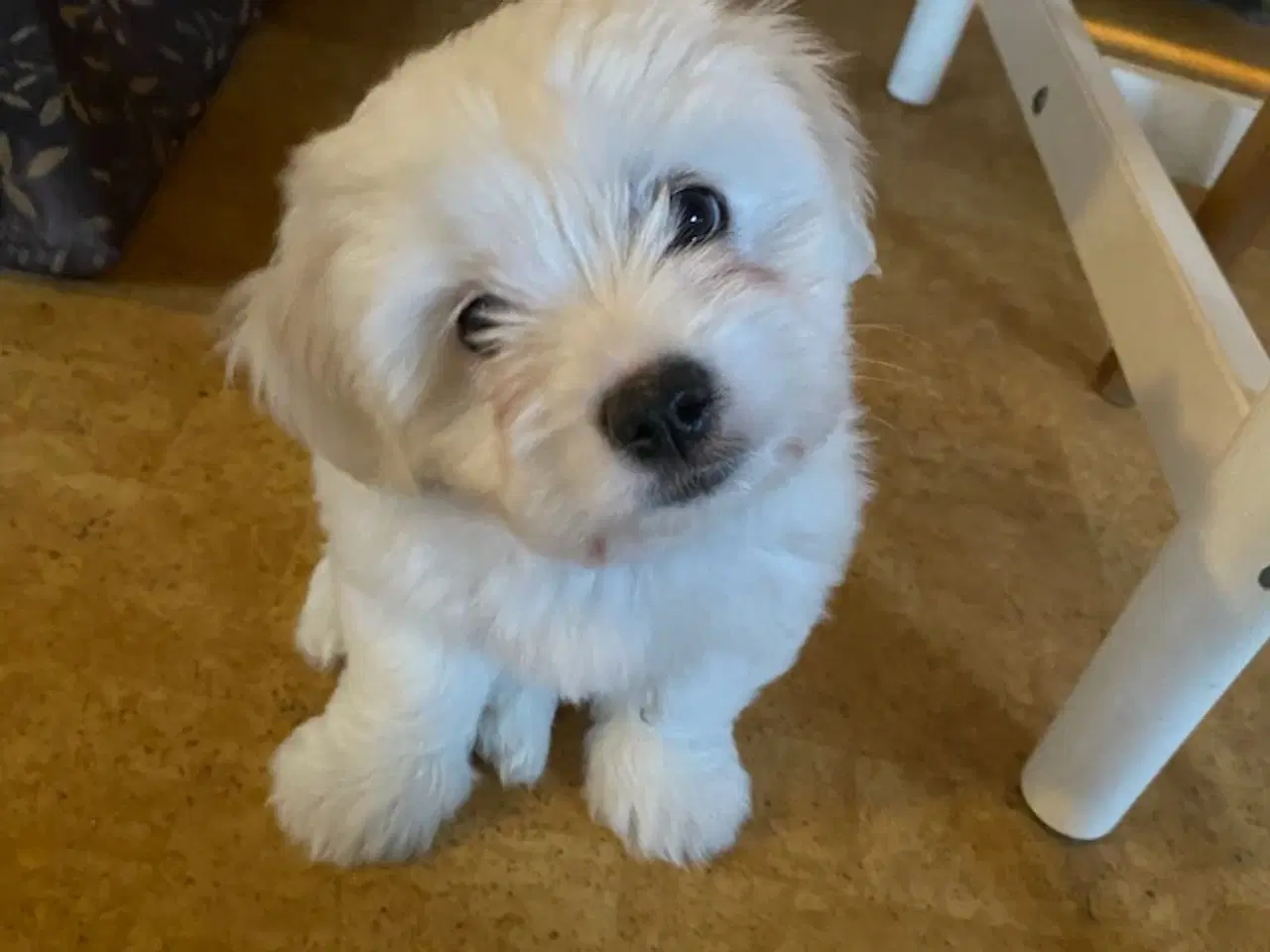 Billede 8 - Coton de Tulear x Malteser. Allergivenlig. Bomulds