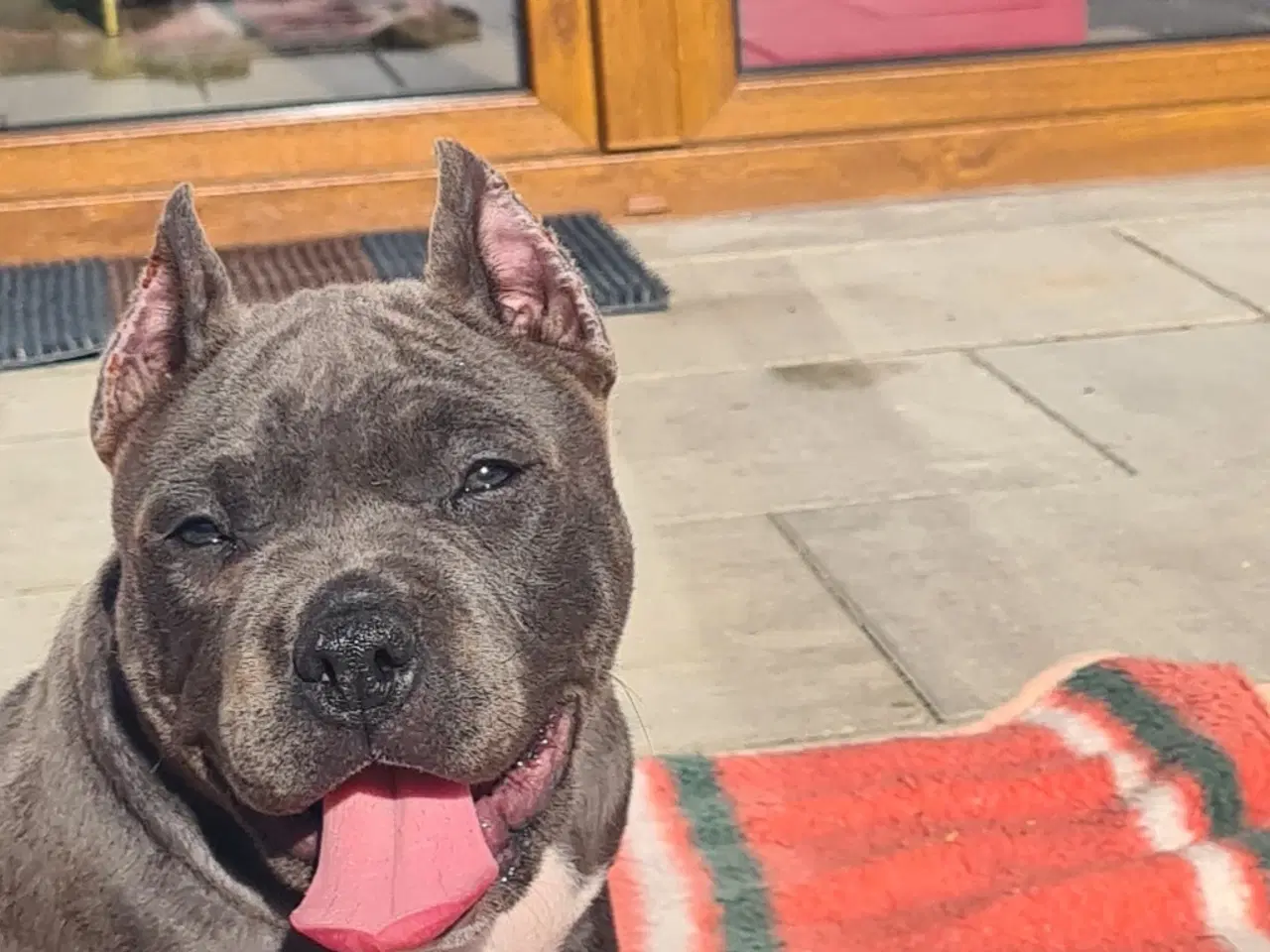 Billede 1 - American Bully Blu Pige 