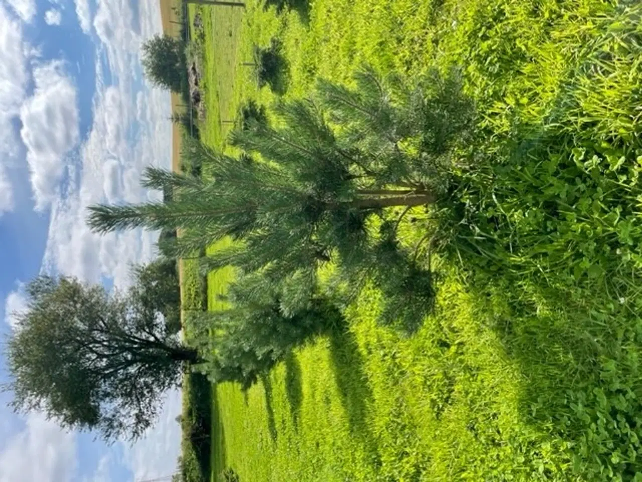 Billede 7 - Skovfyr Pinus Sylvestris højde ca. 1,20 m