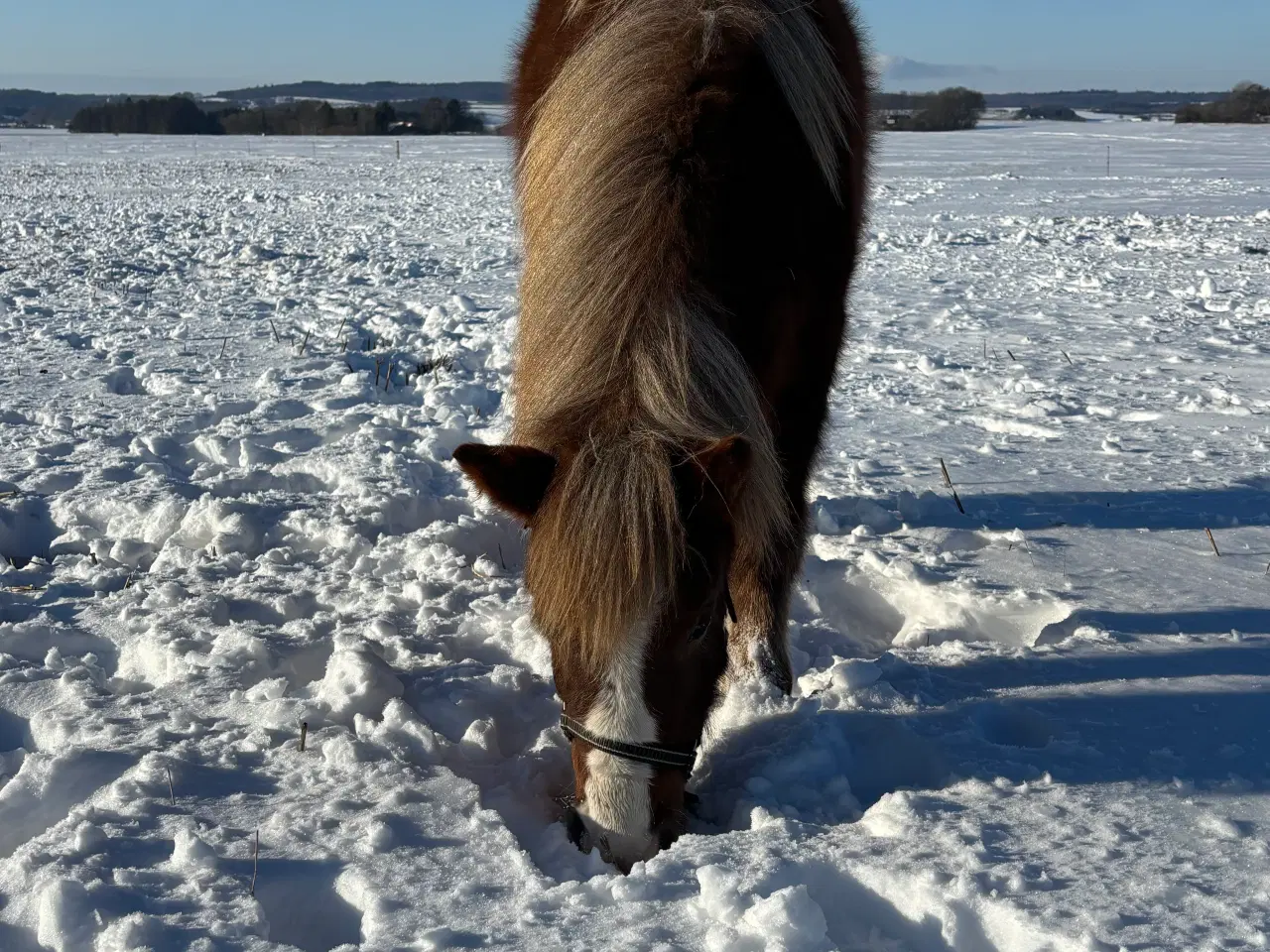 Billede 3 - Sød og rolig 1 års hingst 
