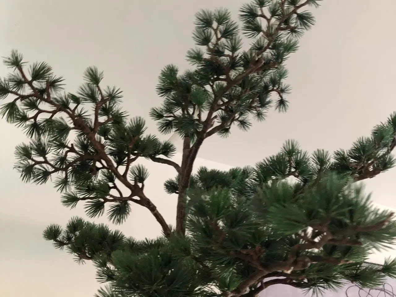 Billede 3 - Stor Cedertræ .Middelfart 