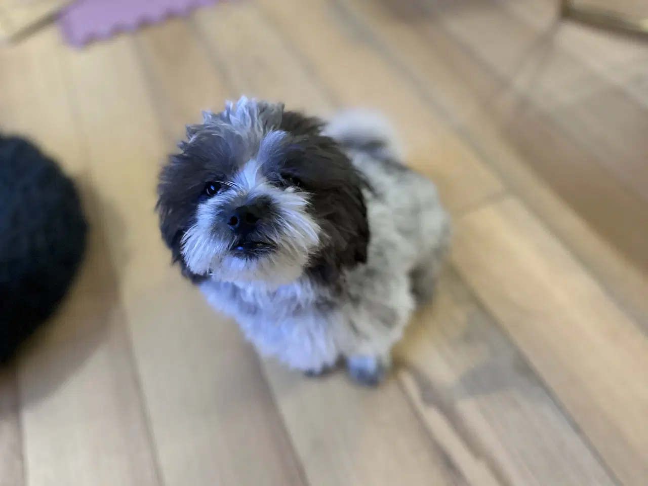 Billede 5 - Skøn havanaiser 