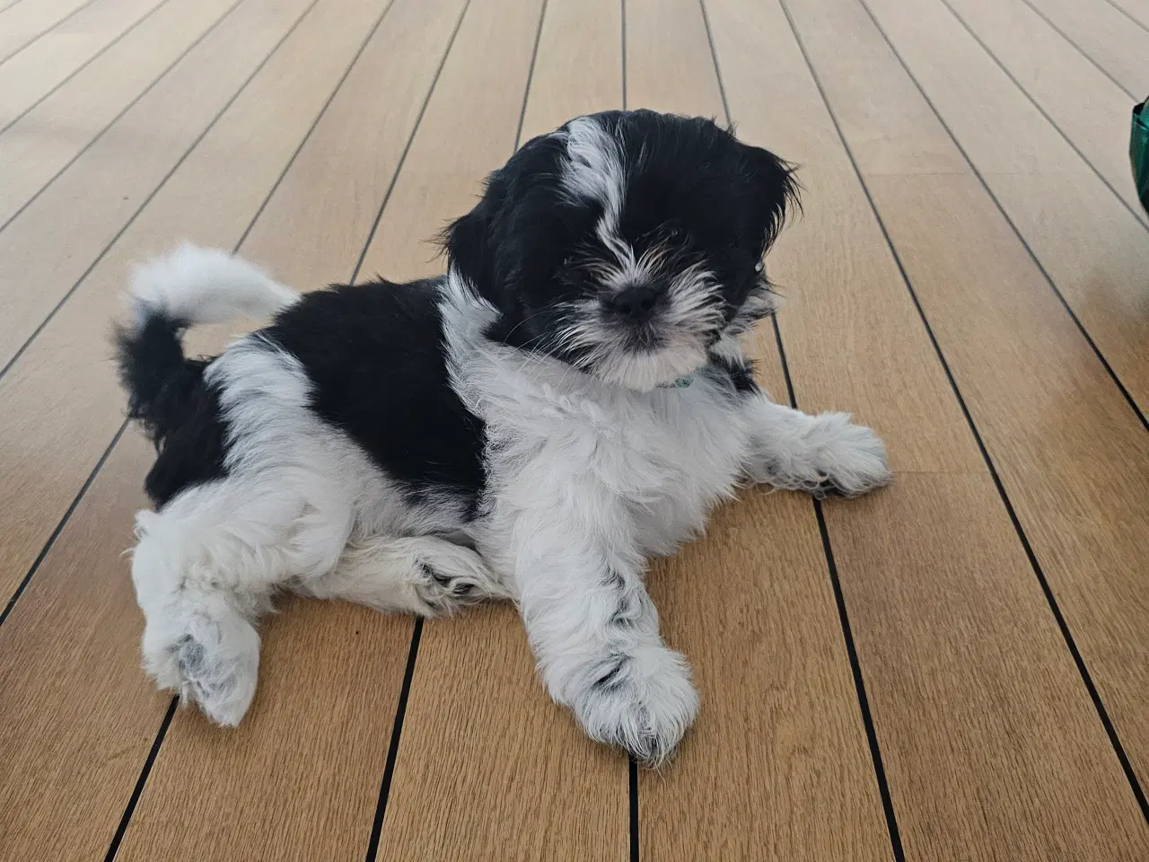 Billede 18 - Shih Tzu hvalpe