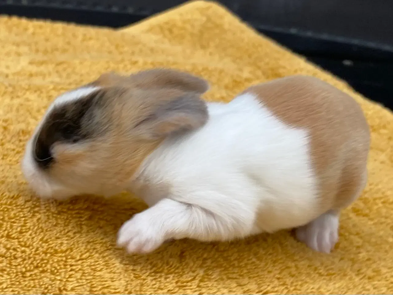 Billede 1 - HOLLÆNDER HAN JAPANER SORT/GUL