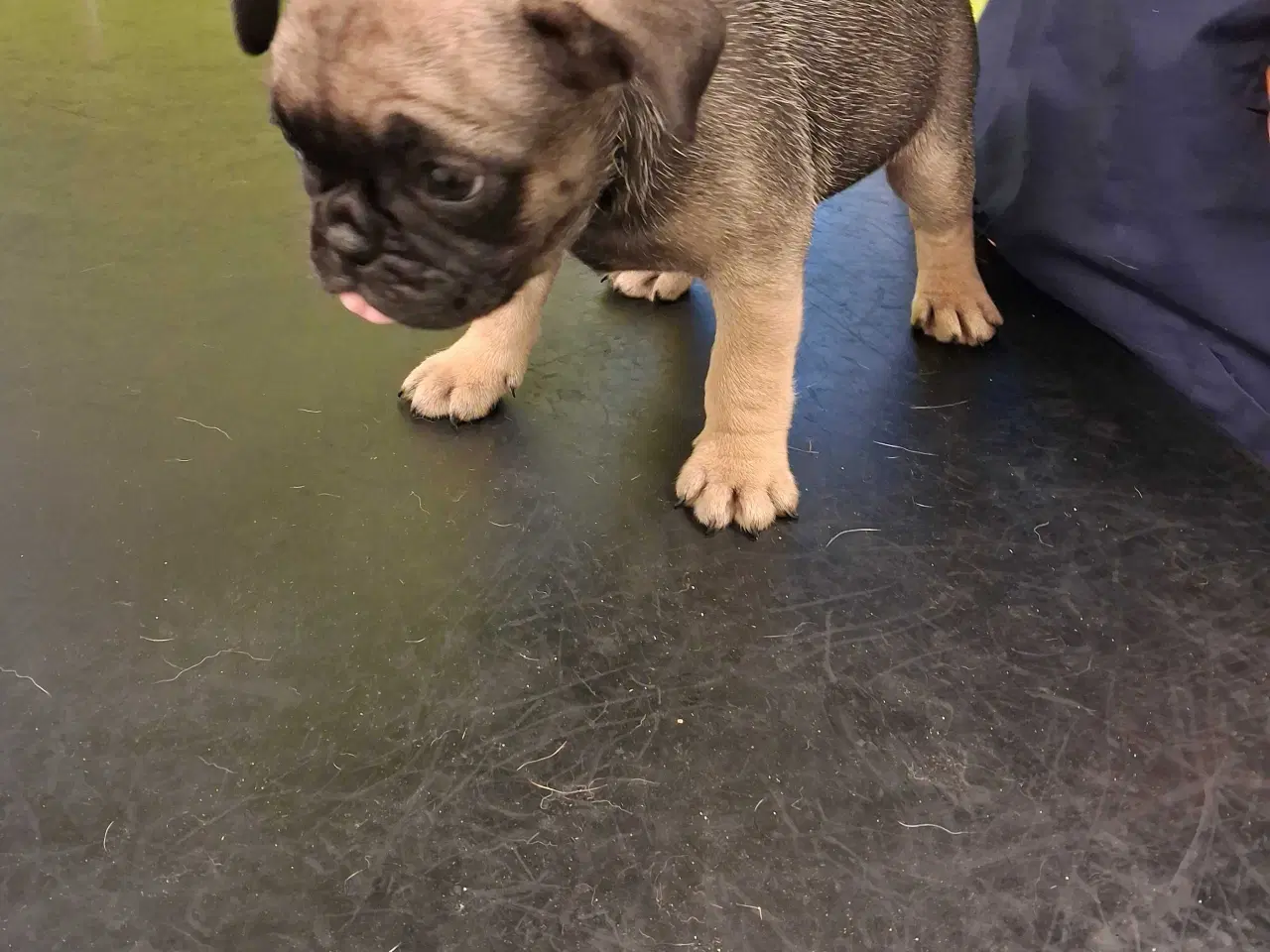 Billede 10 - Små hvalpe salgs klar