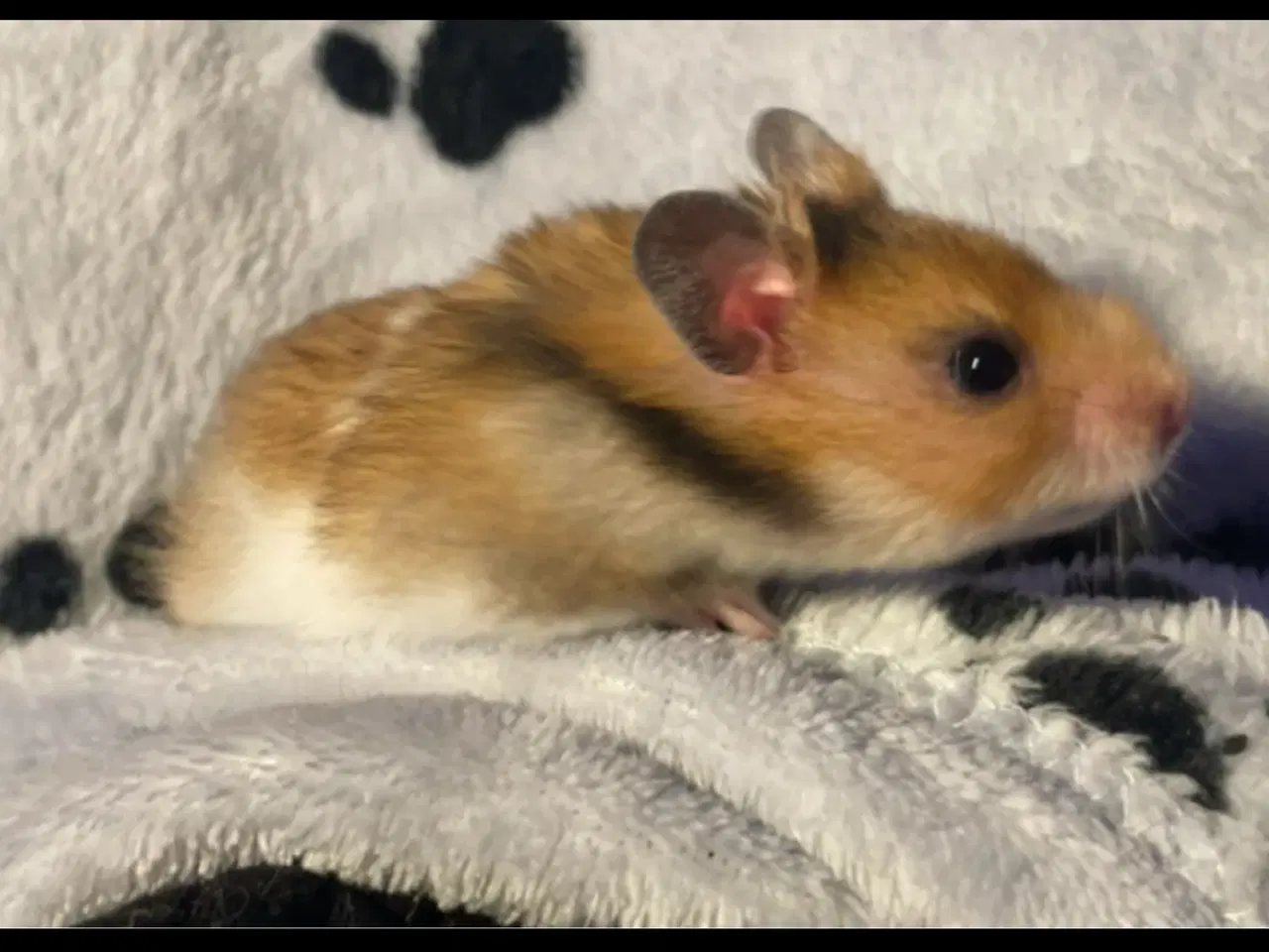 Billede 2 - Guldhamster