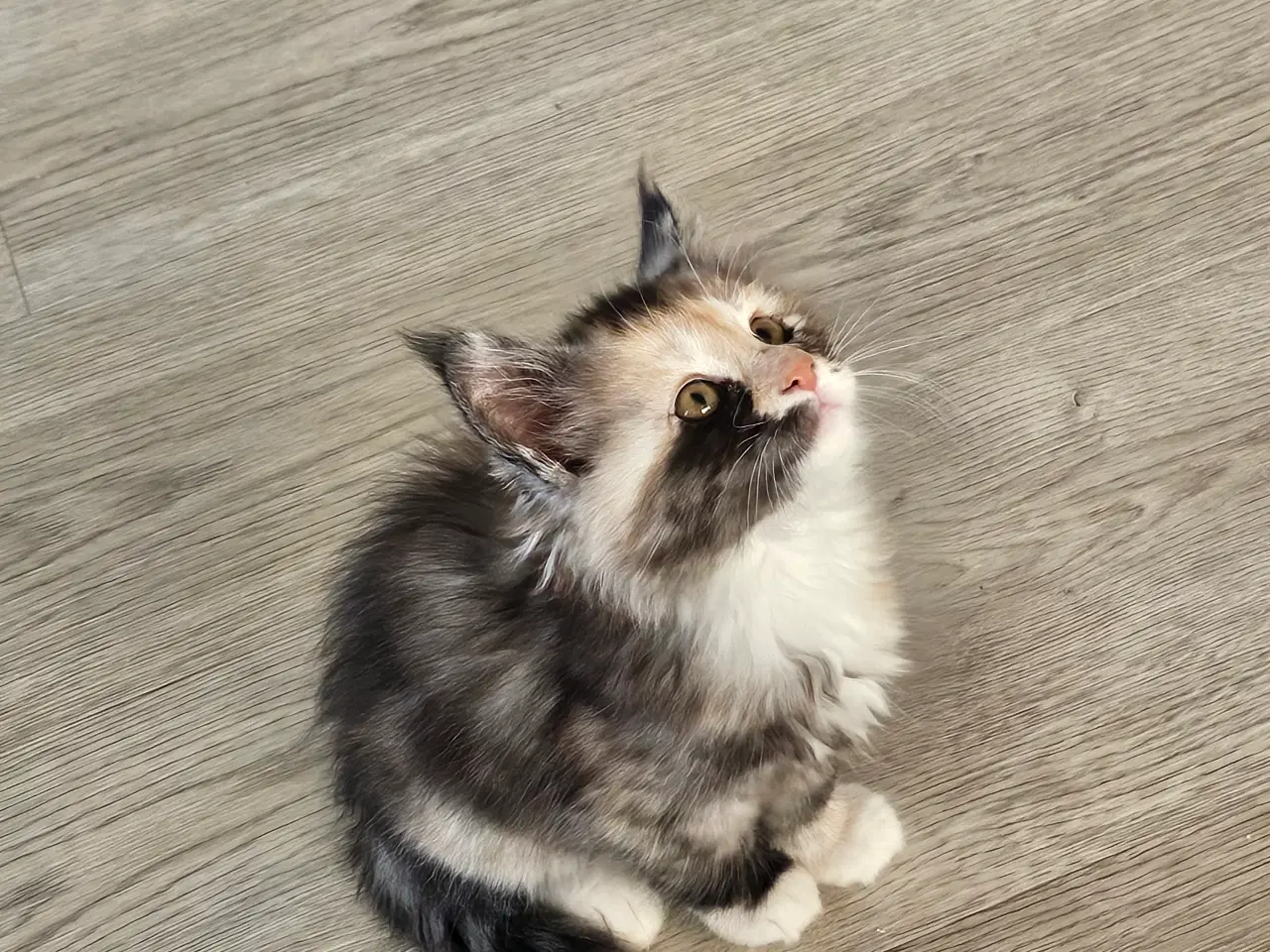 Billede 1 - Maine coon killing