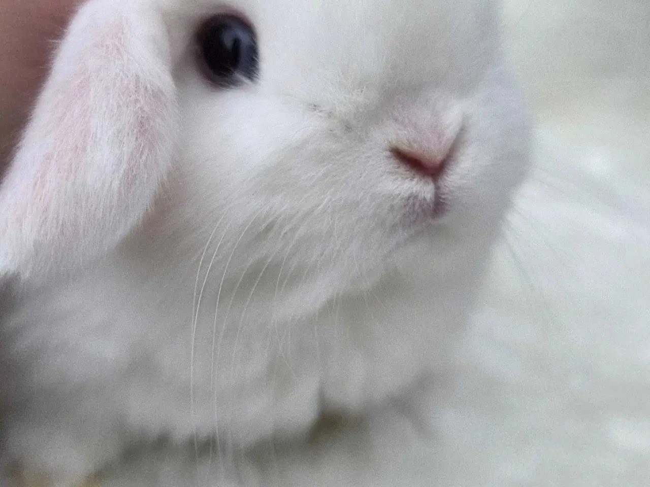 Billede 2 - Minilop / lionlop unger 