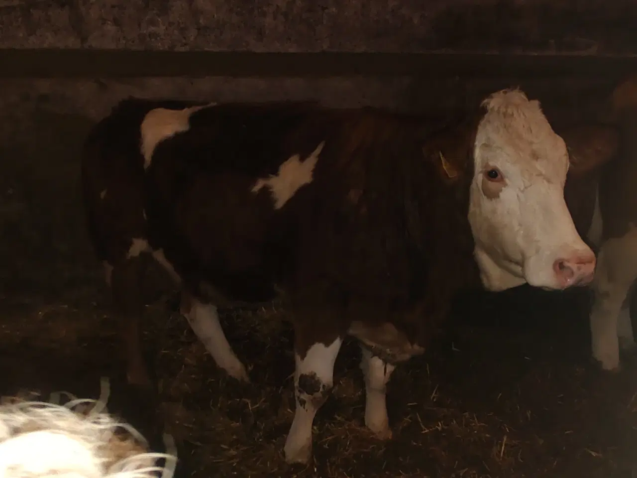 Billede 5 - Simmentaler 