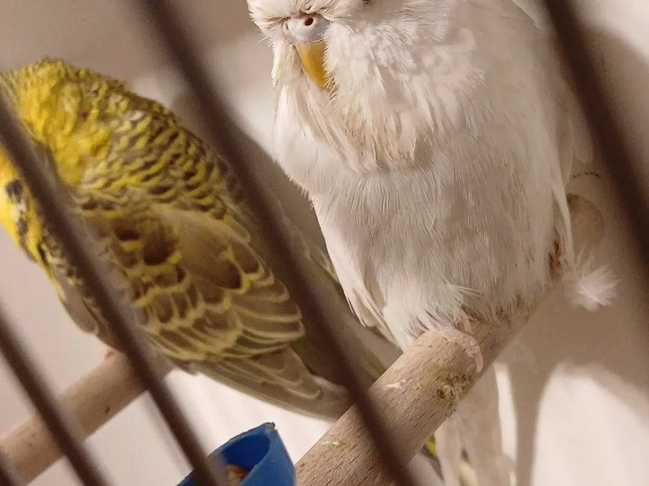 Billede 1 - Engelske undulater