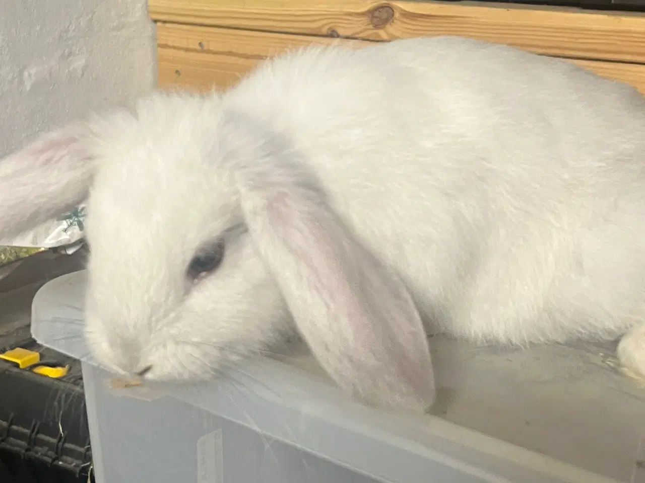 Billede 5 - Blandingskaniner af Fransk Vædder/Løvehoved 