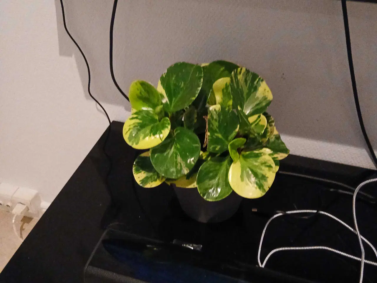 Billede 11 - Diverse planter og krukker