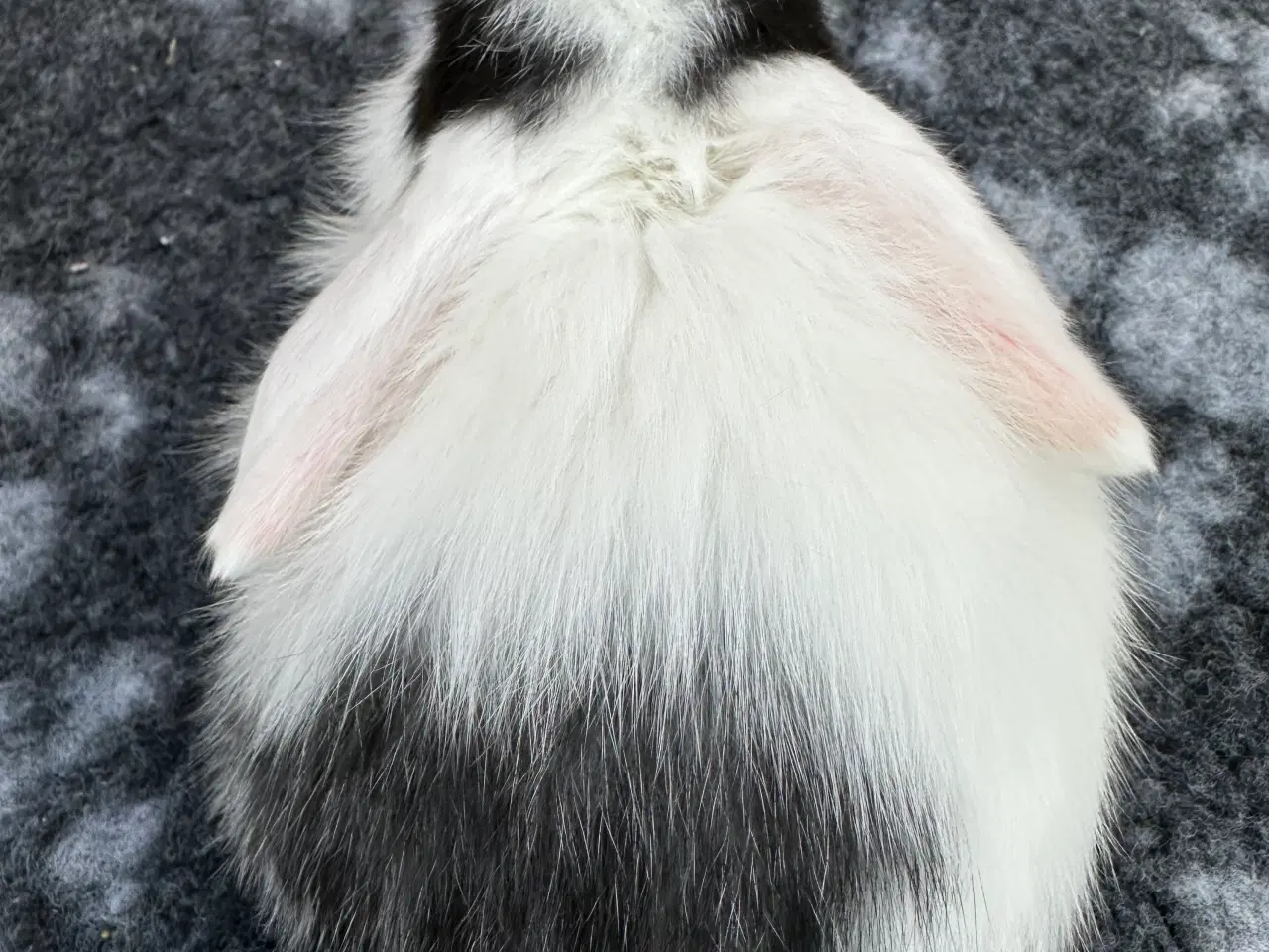 Billede 2 - Minilop kaninunge