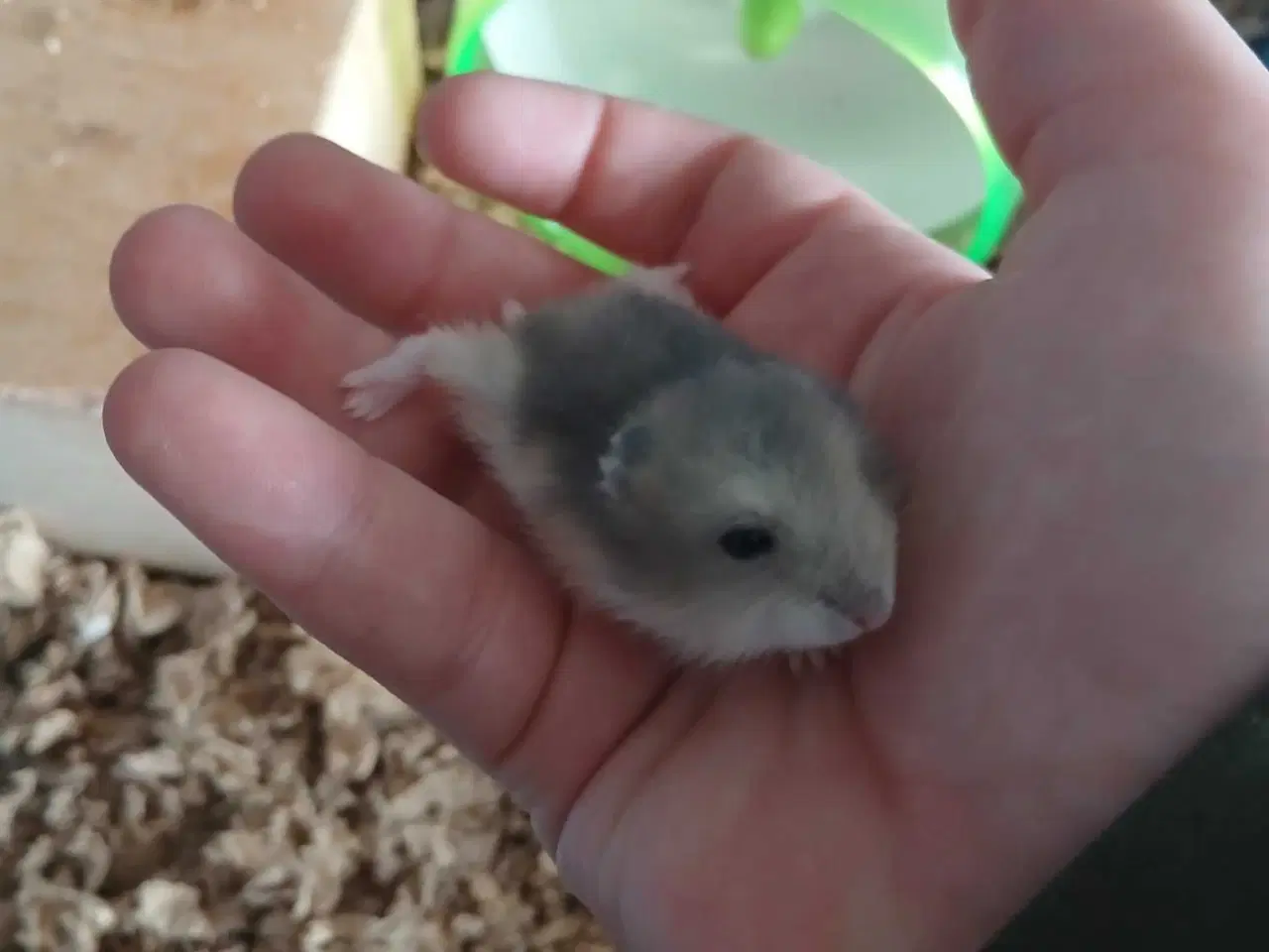 Billede 2 - Dværghamster unger 