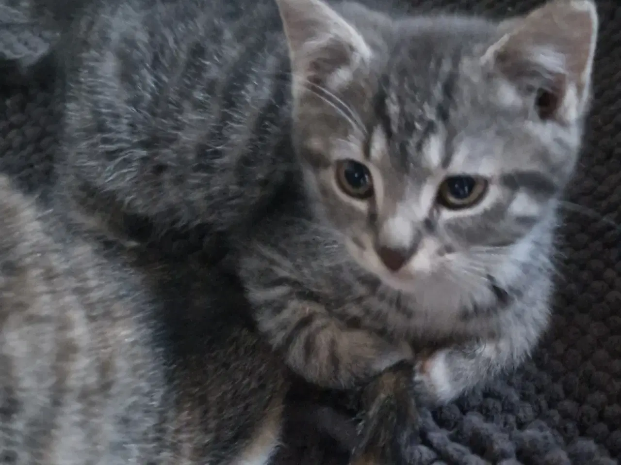Billede 2 - Søde kattekilinger