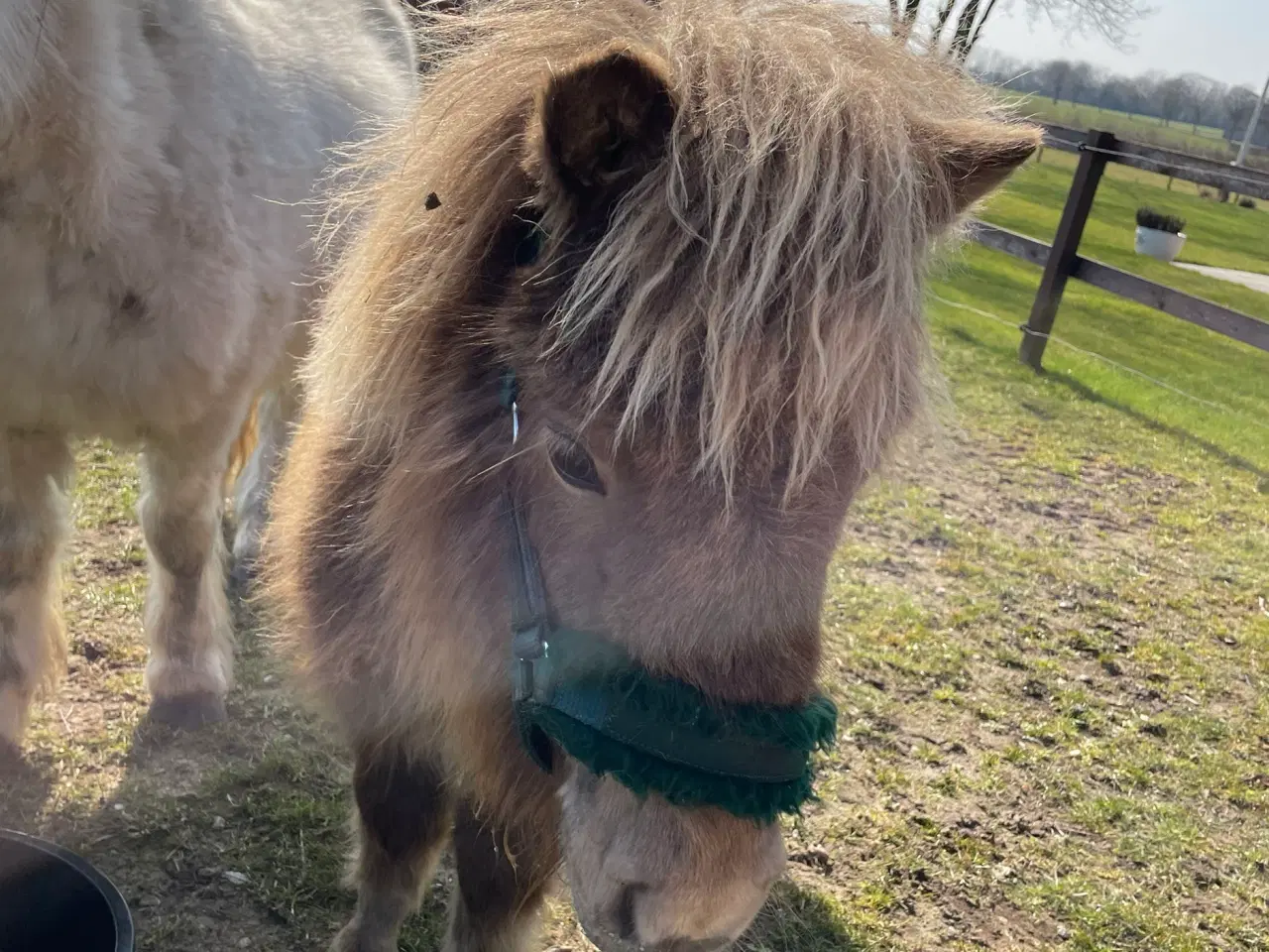Billede 1 - Mushroom farvet shetlanspony sælges