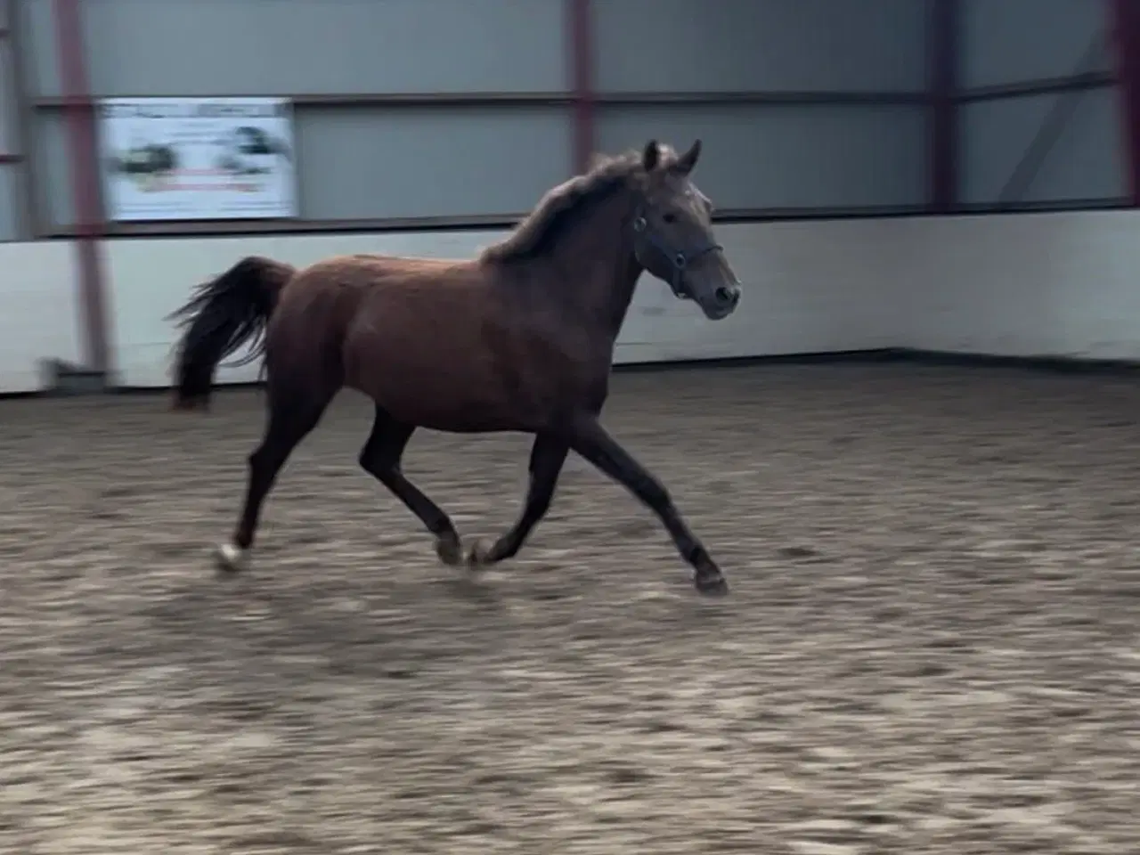 Billede 2 - Pony hoppe
