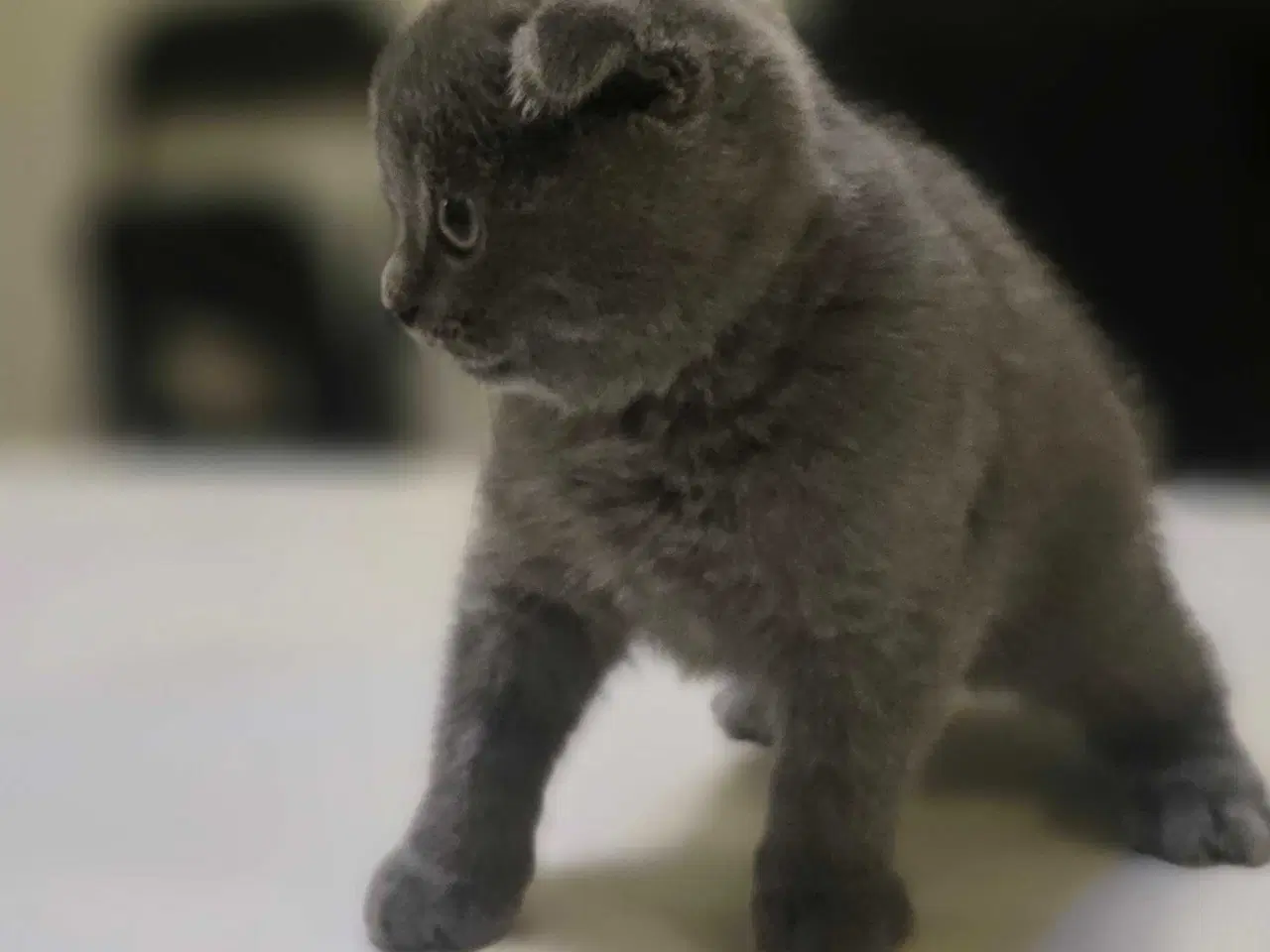 Billede 2 - 3 skønne kattekillinger 