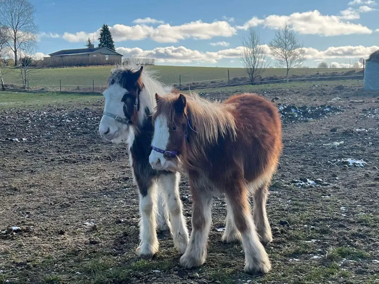 Billede 4 - Miniature Irish cob/ Tinker