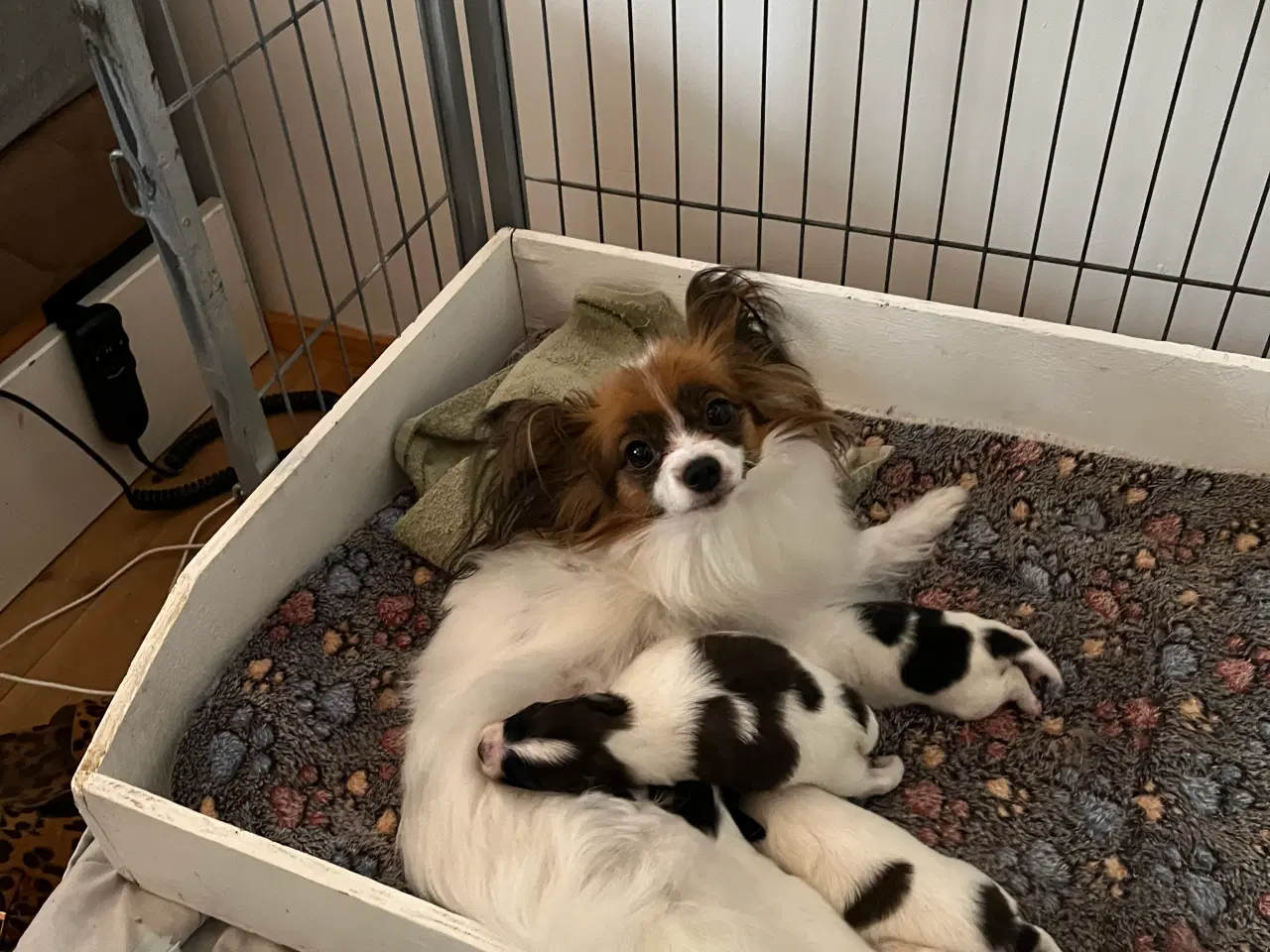 Billede 1 - Papillon hvalpe