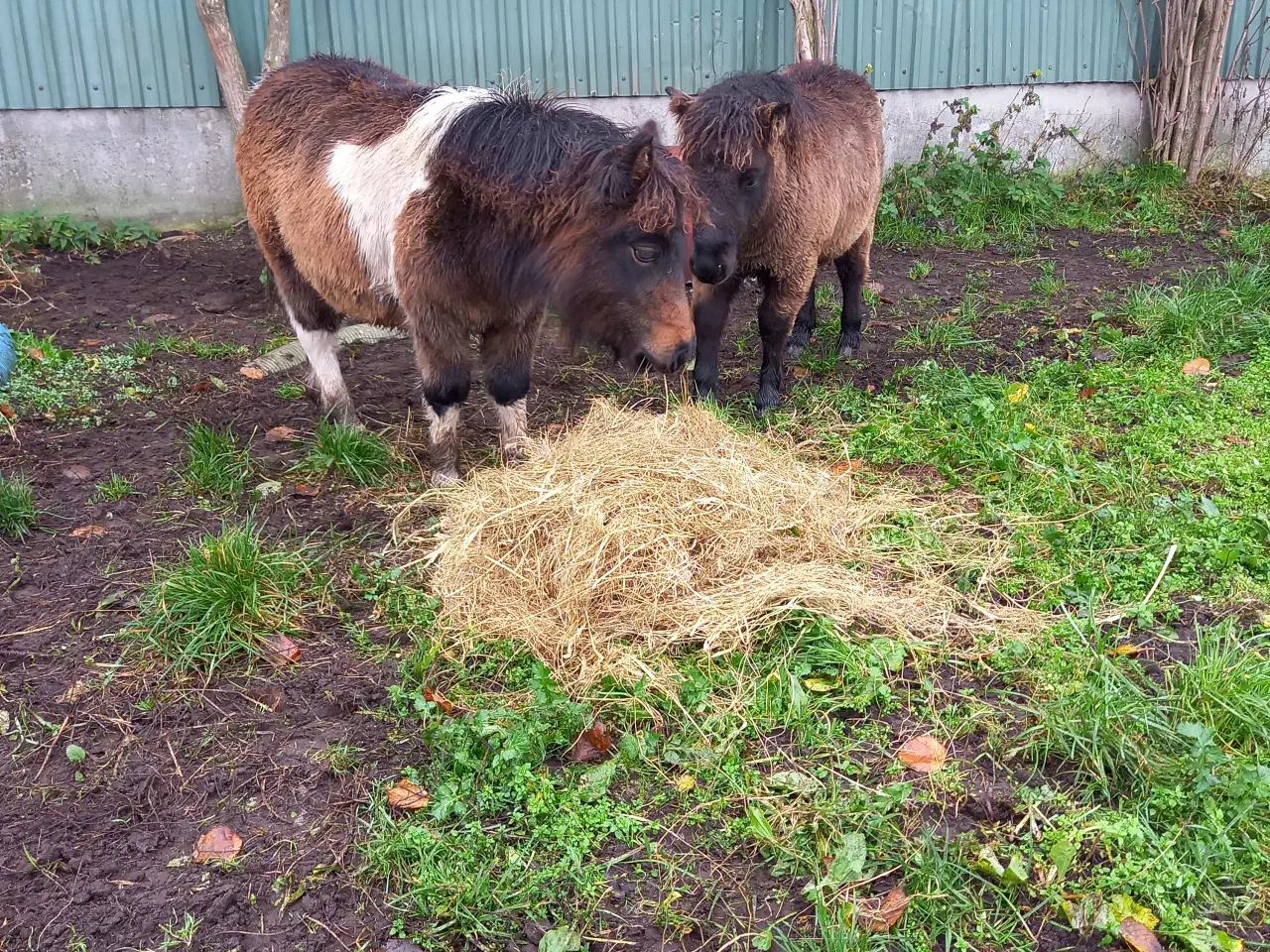 Billede 3 - Shetlænder, med rød pas