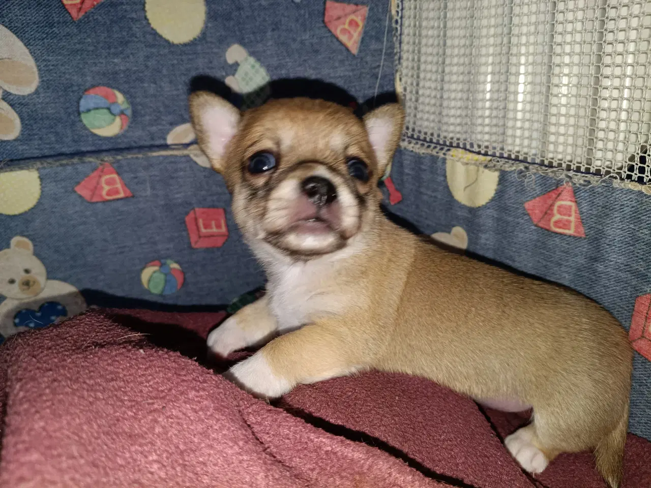 Billede 4 - Ægte chihuahua hvalpe 