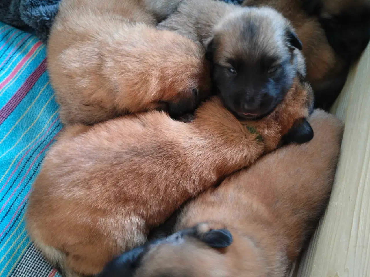 Billede 5 - Belgisk hyrdehund / Schweizisk hyrdehund Hvalpe