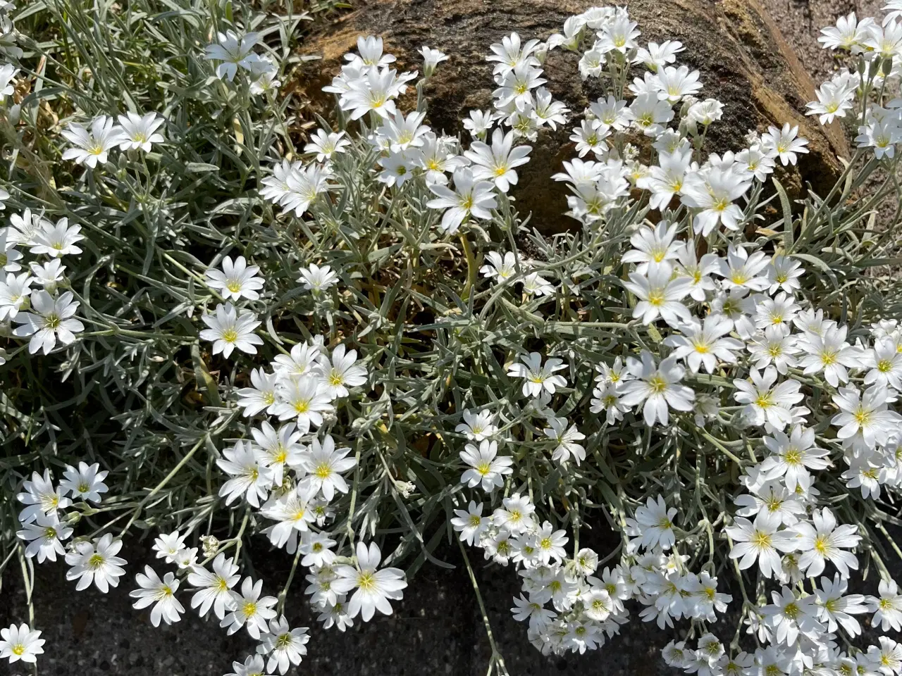 Billede 7 - Hønsetarm med hvide blomster