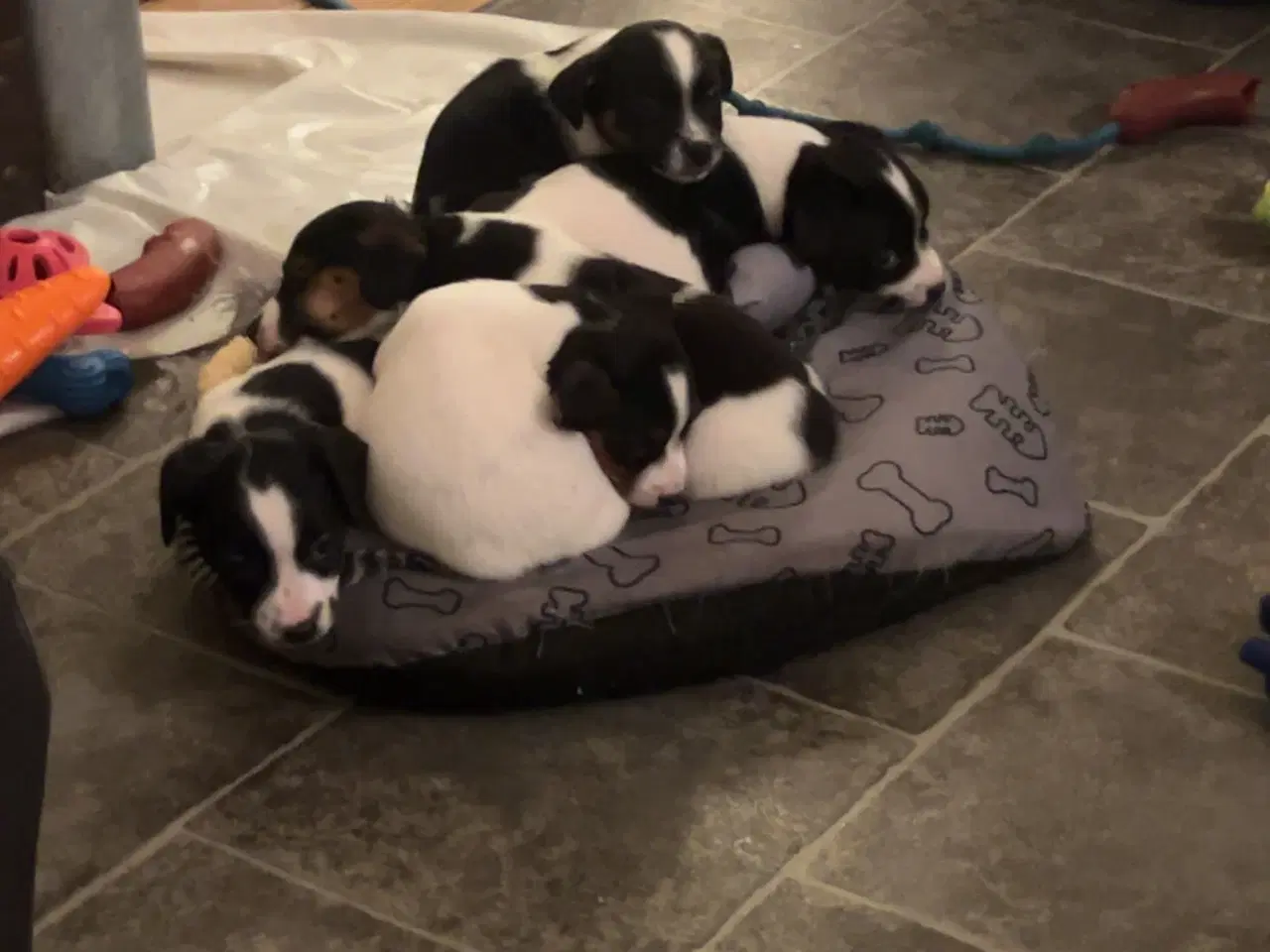 Billede 2 - Jack Russell hvalpe til salg