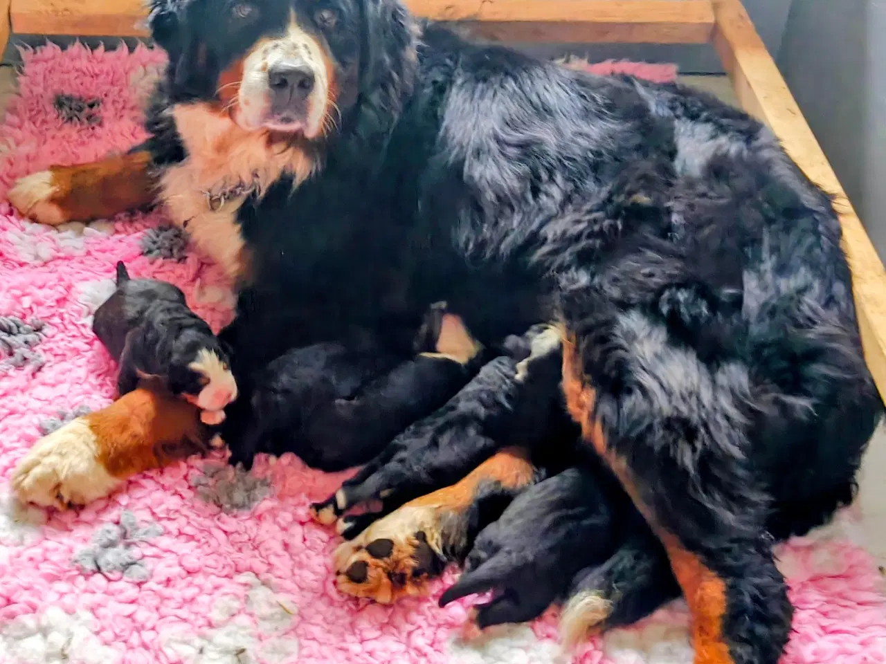 Billede 9 - Berner Sennen hanhvalp Dkk