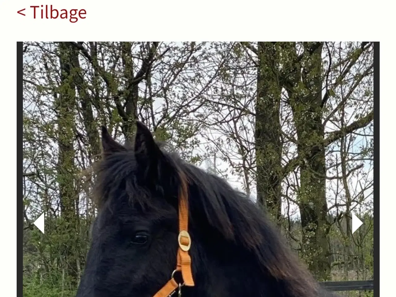Billede 1 - Barok friser Hoppe 