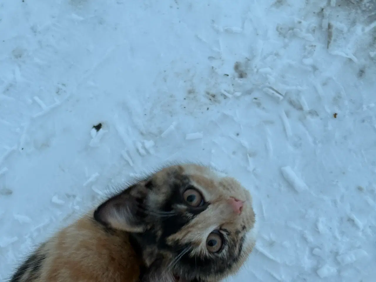 Billede 3 - 2 søde og glade udekatte
