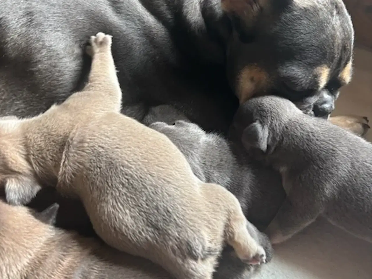 Billede 8 - Fransk Bulldog Hvalpe