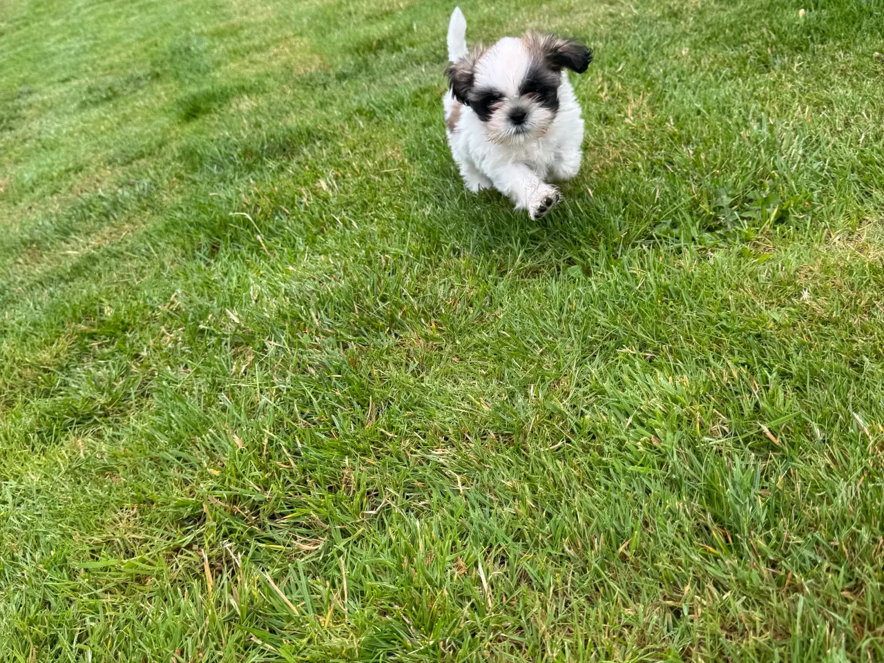 Billede 1 - Shih-Tzu hvalp ægte